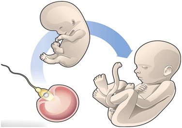 所有不孕不育患者都能接受试管婴儿吗？