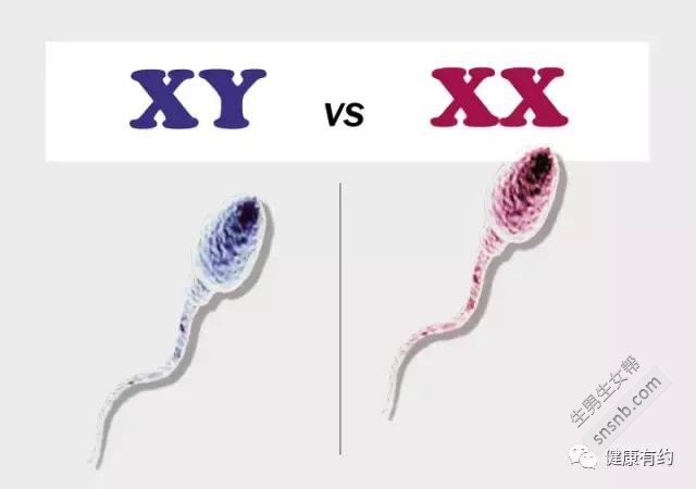 荤食和素食之间有什么区别？一张图表能预测婴儿的性别吗？这些传言是否可靠？